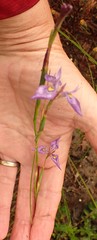 Moraea algoensis