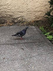 Columba livia