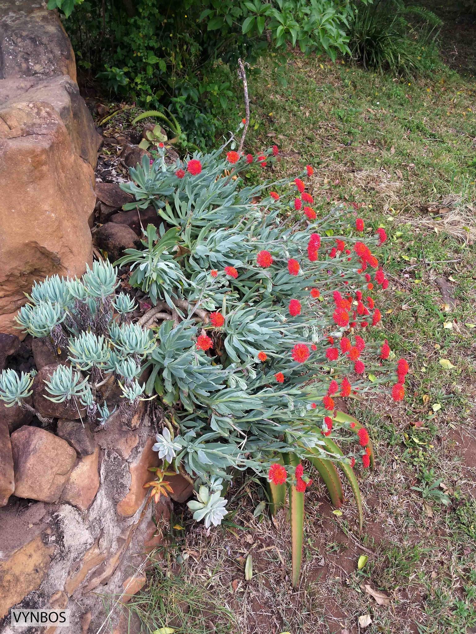 Kleinia