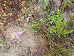 Moraea algoensis