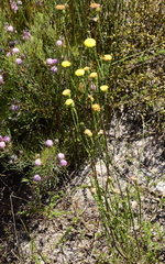 Chrysocoma esterhuyseniae