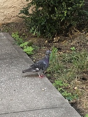 Columba livia