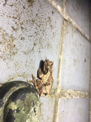 Kurixalus idiootocus