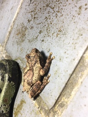 Kurixalus idiootocus