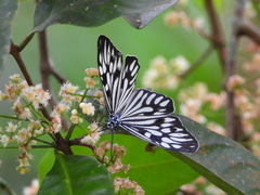 Cyclosia pieridoides