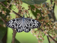 Cyclosia pieridoides