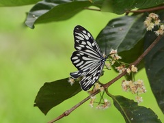 Cyclosia pieridoides