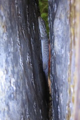 Blaesodactylus sakalava