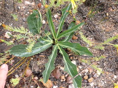 Lichtensteinia trifida trifida