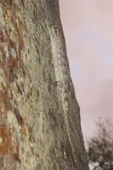 Blaesodactylus sakalava