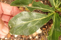 Lichtensteinia trifida trifida
