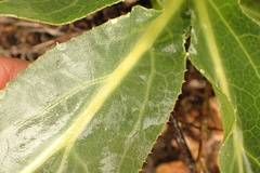 Lichtensteinia trifida trifida