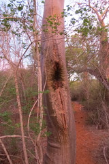 Apis mellifera unicolor