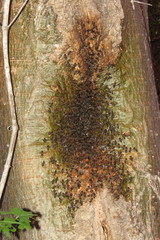 Apis mellifera unicolor