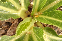 Lichtensteinia trifida trifida