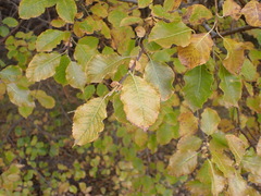 Salix pyrolifolia