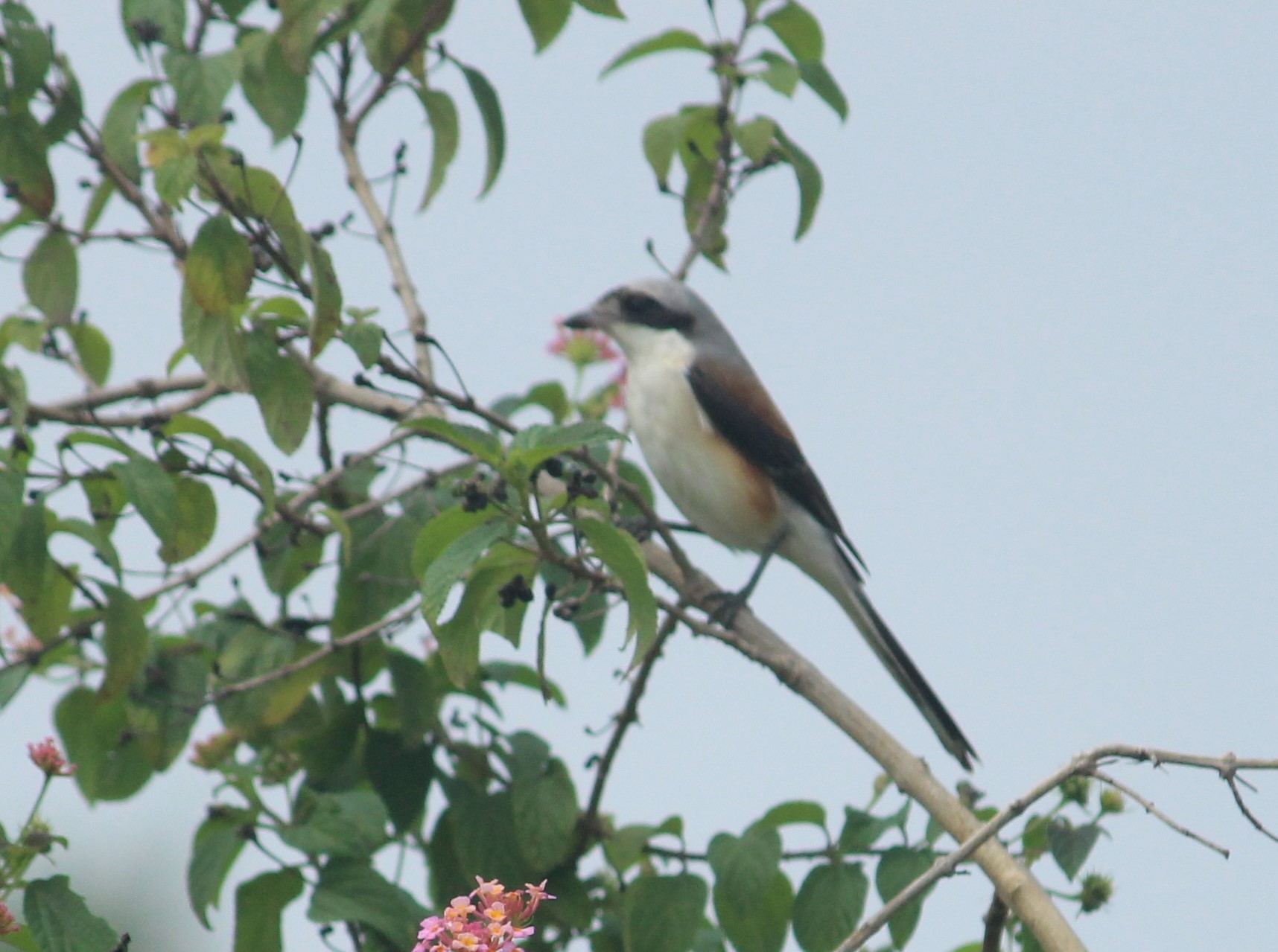 Bay-backed Shrike