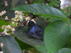 Cyclosia pieridoides
