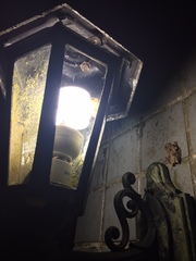 Kurixalus idiootocus