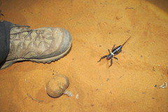Colossopus grandidieri