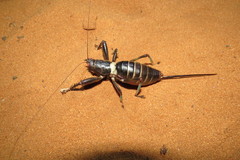 Colossopus grandidieri