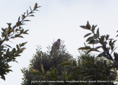 Rupornis magnirostris