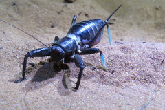 Colossopus grandidieri
