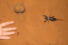 Colossopus grandidieri