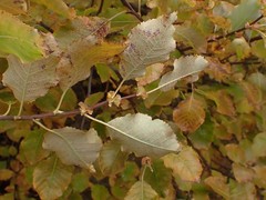 Salix pyrolifolia