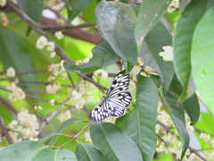 Cyclosia pieridoides