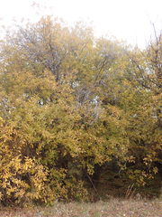 Salix pyrolifolia