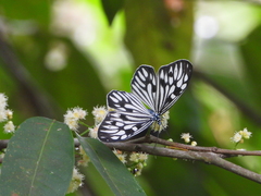 Cyclosia pieridoides