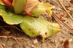 Satyrium pumilum