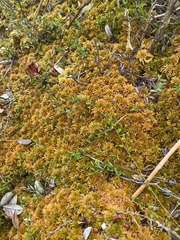 Sphagnum flavicomans