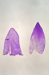 Sphagnum flavicomans
