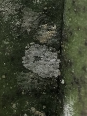 Pilocarpaceae