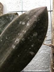 Pilocarpaceae