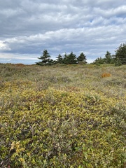 Sphagnum flavicomans