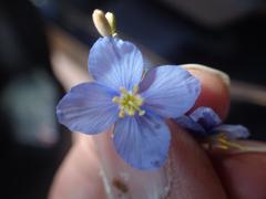 Heliophila lactea