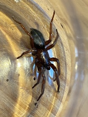 Scotophaeus scutulatus