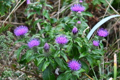 Cirsium vlassovianum