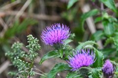Cirsium vlassovianum