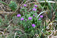 Cirsium vlassovianum