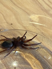 Scotophaeus scutulatus