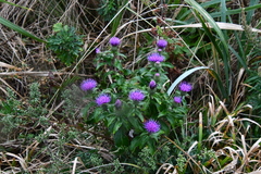 Cirsium vlassovianum