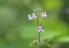 Sweet Hedge-parsley (Mesosphaerum suaveolens)