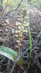 Lachenalia perryae