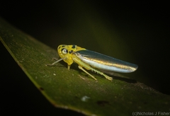 Ishidaella albomarginata