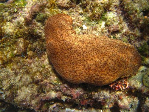 Actinopyga mauritiana