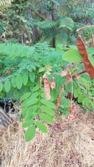 Robinia pseudoacacia